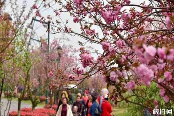 成都鳳凰湖櫻花觀賞 收費嗎-預約入園