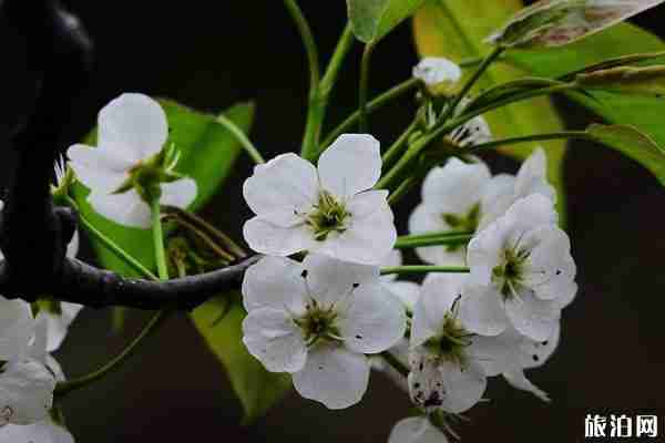 上海梨花什么時(shí)候開(kāi) 去哪觀賞最好