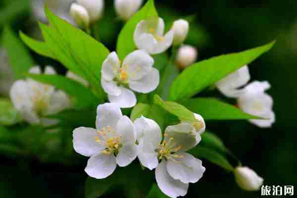 北京梨花什么時候開 去哪看最好