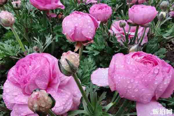 成都植物园疫情期间开放时间 入园指南-预约