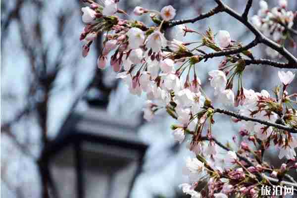 2020青岛景区恢复开放的有哪些 景区预约攻略