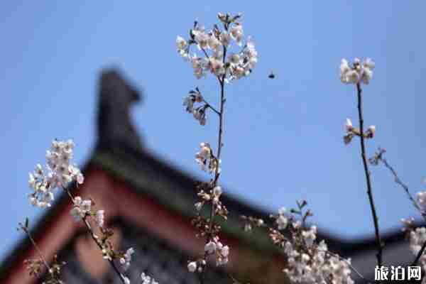 2020南京鸡鸣寺樱花开放时间 附预约观赏指南