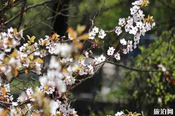 2020西安常宁宫免费游玩时间和景区介绍