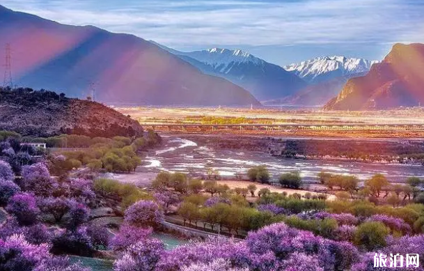 国内赏花的好去处-最佳观赏时间及位置