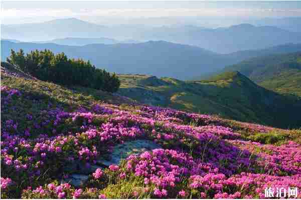 2020百里杜鹃开花了吗 观赏路线和景点介绍