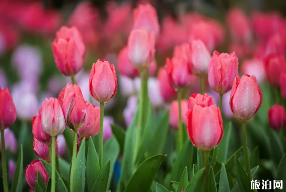 2020年郑州景区恢复开放时间及售票信息