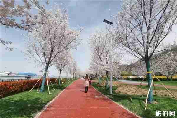 2020南京幕燕滨江樱花大道预约攻略