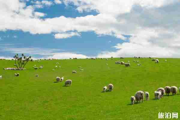 新西兰人口和面积，相当于中国广西省（风景环境受欢迎）