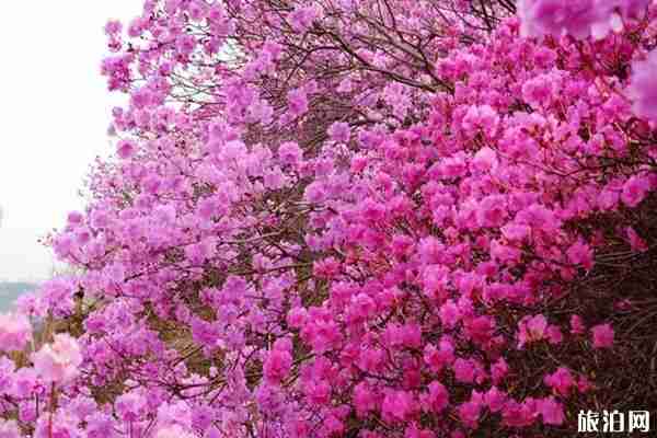 2020大珠山风景区开放时间 门票预约和优惠政策