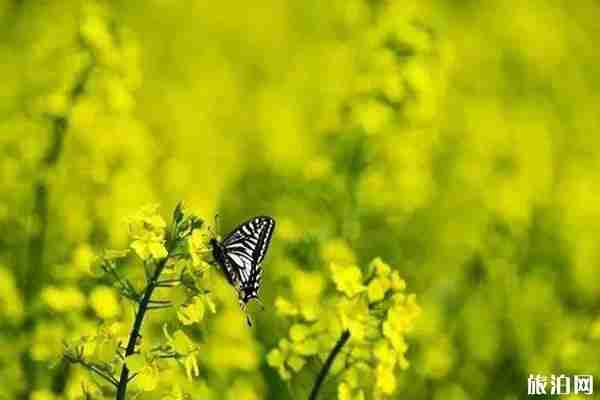 无锡阳山春天赏花的地方推荐