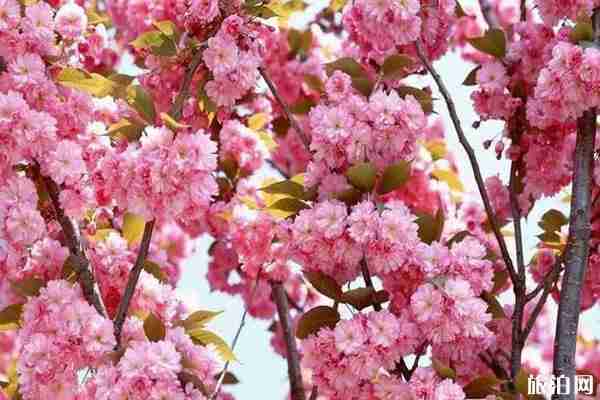 南昌樱花哪里有 南昌哪里看樱花