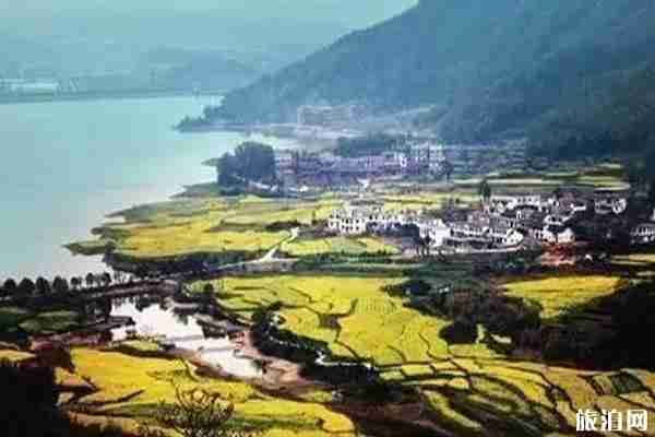 南昌油菜花哪里看