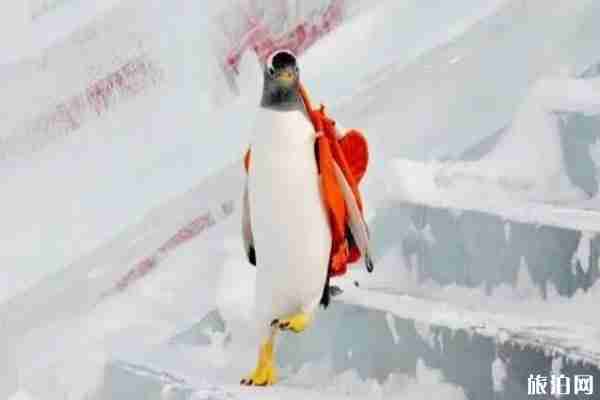 2020哈尔滨极地馆恢复开放时间