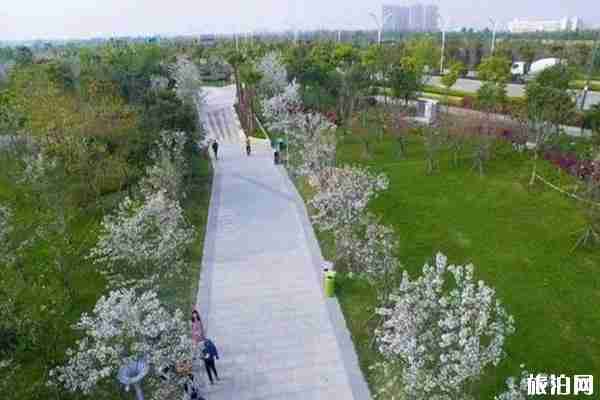 温州哪里可以看到樱花 观赏路线推荐