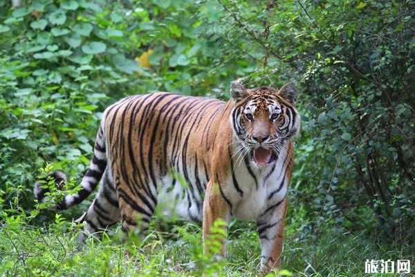 2020石家庄动物园开放时间-预约买票么