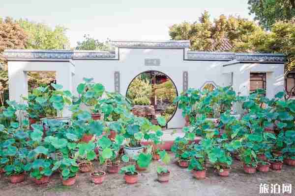 2020揚州個園開放時間和游玩攻略