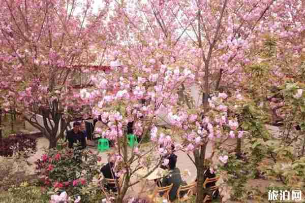 2020年崇州三郎鎮櫻花幾月開 崇州三郎鎮櫻花基地在哪里