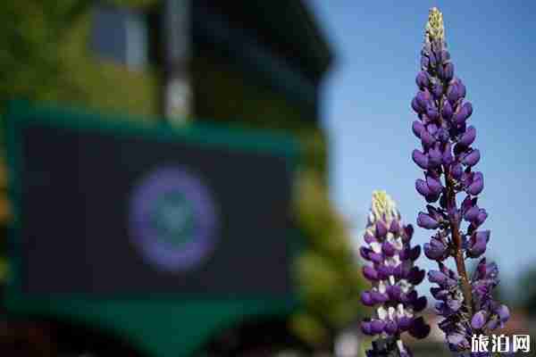 2020溫網取消-什么時候開始舉辦