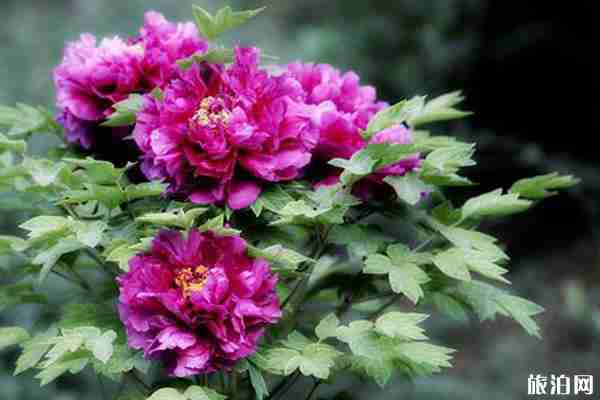 2020菏泽牡丹节交通管制-交通攻略