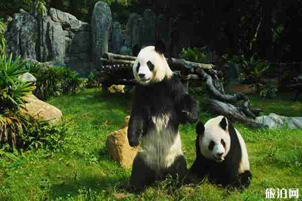 2020深圳野生动物园门票优惠活动 深圳野生动物园表演节目表