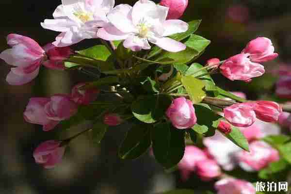 北京海棠花什么时候开 北京海棠花哪里看