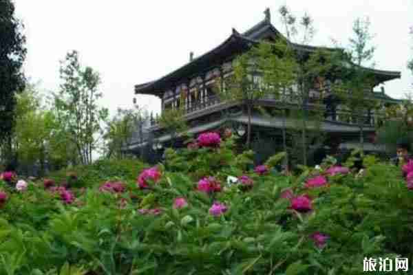 西安牡丹花在哪里看