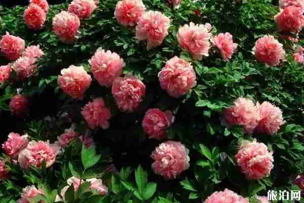 南京牡丹園在哪里 南京哪里可以看牡丹