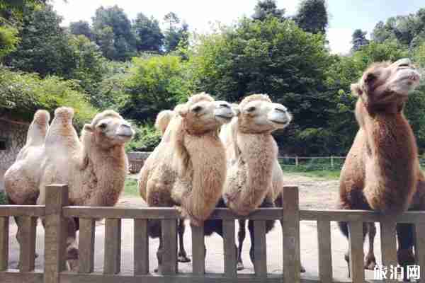 貴州野生動物園門票-攻略