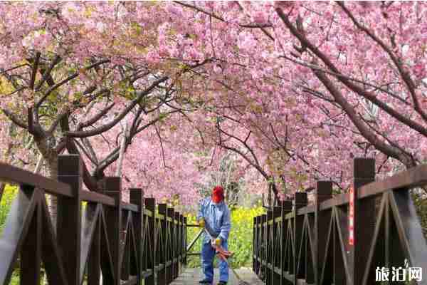 上海顧村公園門票預約-如何預約-攻略信息