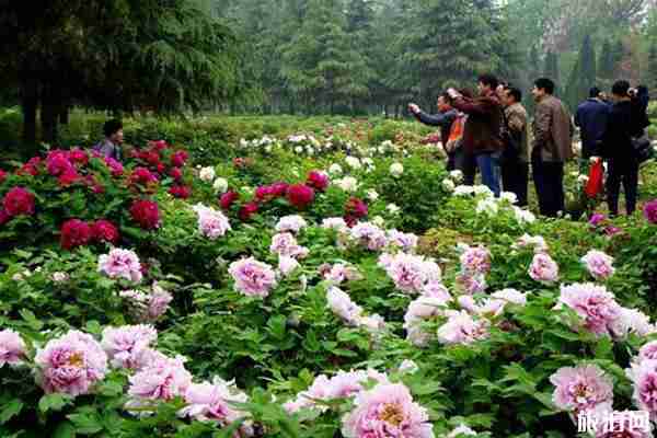 2020年洛陽牡丹花會期間哪里停車-停車收費標準