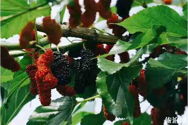 雙流附近摘水果的地方推薦