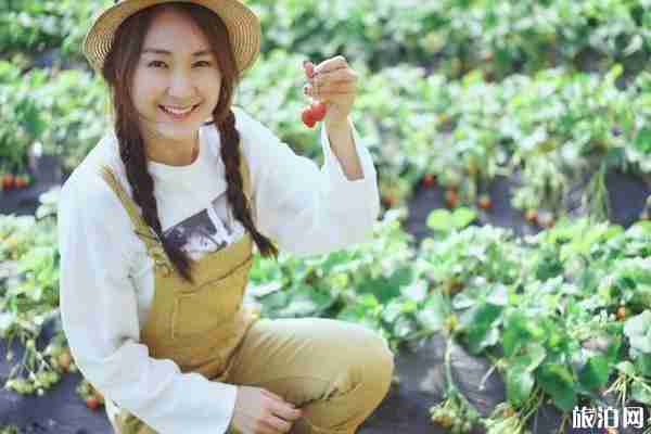 南京周邊草莓哪兒好 南京周邊草莓采摘園推薦