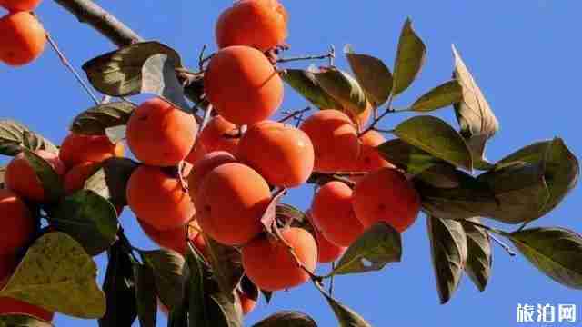 昆明水果采摘去哪里 昆明哪里有水果采摘的地方