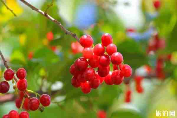 昆明安寧哪里可以摘櫻桃