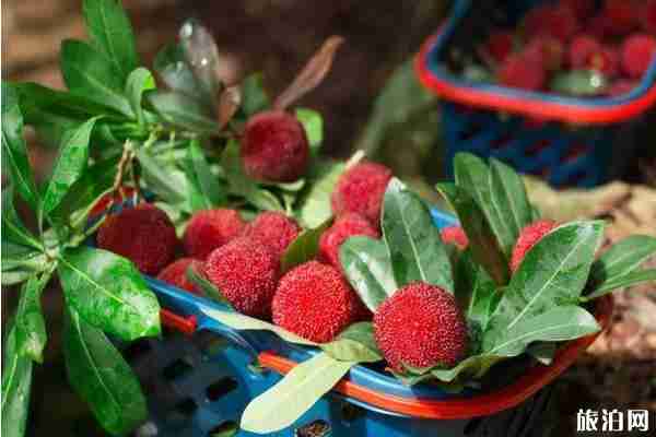 廈門集美楊梅采摘地址和價格和交通