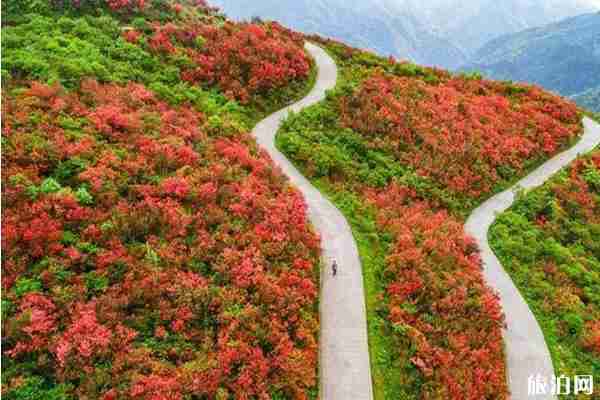 阳明山杜鹃花海的时间2020和攻略信息