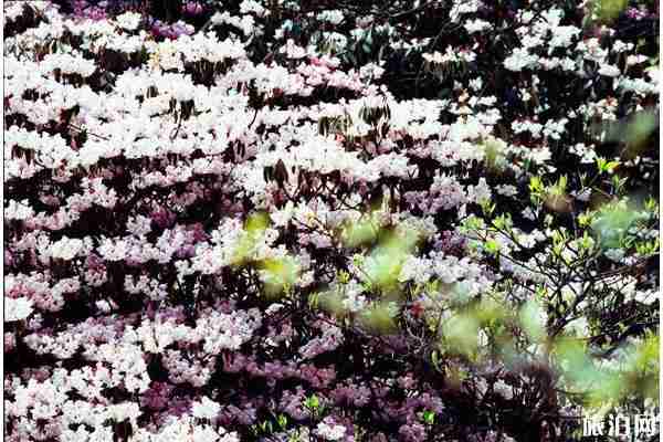 重庆杜鹃花海在哪里看