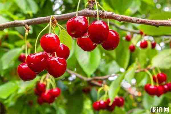 2020简阳樱桃沟樱桃什么时候熟 简阳樱桃沟在哪里