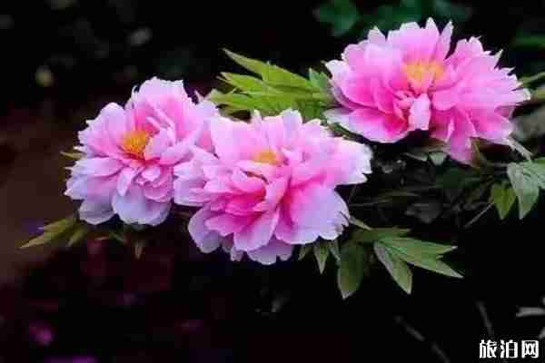 濮阳牡丹花什么时候开 2020中国濮阳牡丹文化节4月16日开启