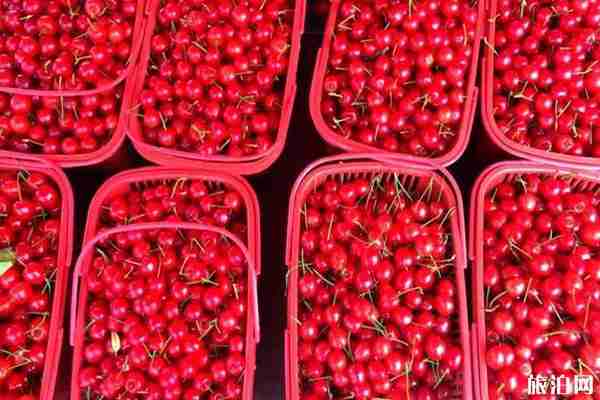 贵阳哪里有樱桃采摘园