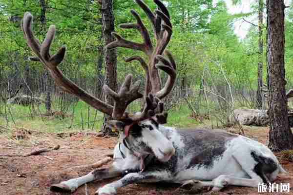 敖鲁古雅景区门票和介绍
