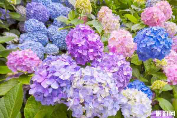 日本紫阳花开花时间2020 日本紫阳花在哪里看