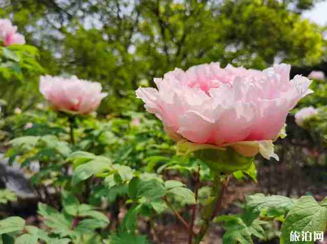 2020上海中山公园牡丹花开花时间和观赏攻略