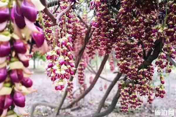 清远哪里看禾雀花