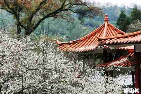 梅关古道梅花几时开