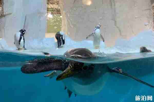 2020上海长风海洋世界开了吗和游玩攻略