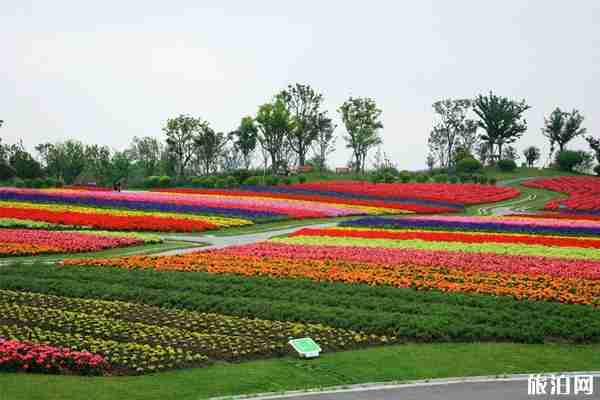 2020周浦花海现在还开放吗 上海周浦花海预约方式