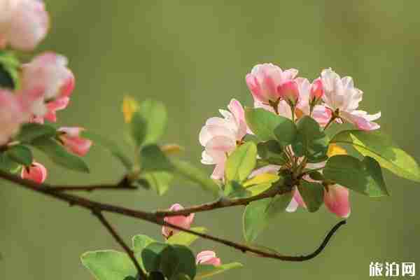 太原赏花公园推荐