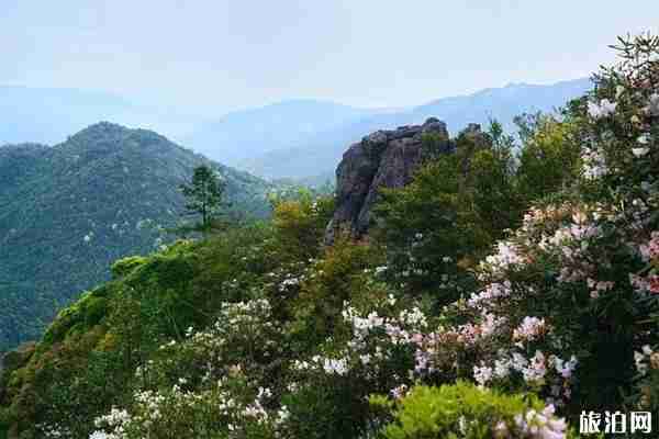 2020朱雀国家森林公园预约方式 朱雀国家森林公园怎么样