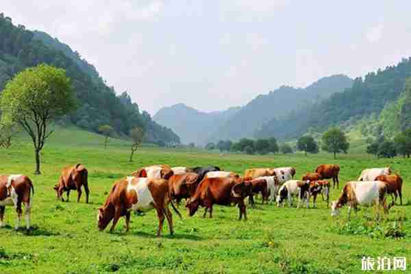 关山牧场几月份去合适 景区介绍
